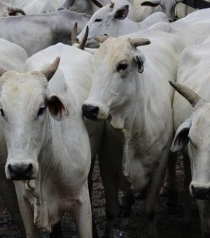 Prazo de vacinação contra a febre aftosa acaba dia 15