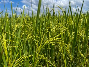 Seagri promove atividades técnicas de rizicultura irrigada no Baixo São Francisco de Alagoas