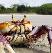 Segunda fase do período de defeso do caranguejo-uçá começa neste sábado (10)