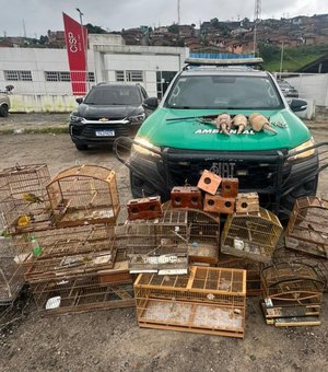 Polícia Militar de Alagoas apreende armas, resgata passaros e tatus em operação