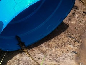 [Vídeo] Jacaré encontrado em praia de Porto de Pedras é solto em rio