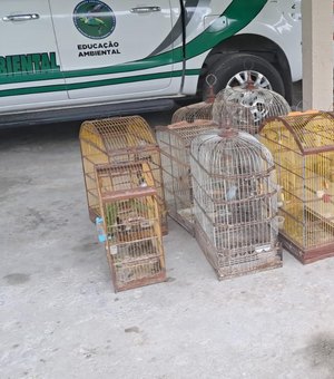 PM resgata 40 aves silvestres durante operação ambiental no interior de Alagoas