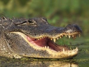 Jovem é atacado por jacaré após mergulho em barragem no Agreste de Alagoas