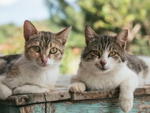 Em testamento, homem deixa dinheiro para 50 gatos que vivem em outro país