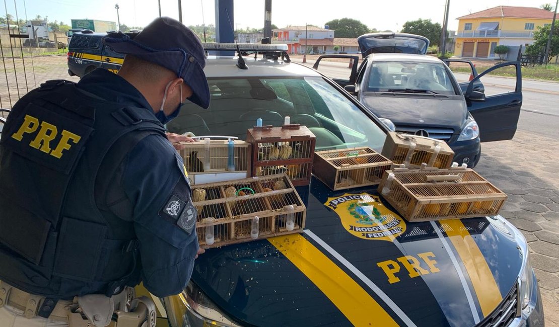 Motorista de caminhão é preso com 16 pássaros silvestre em São Sebastião 