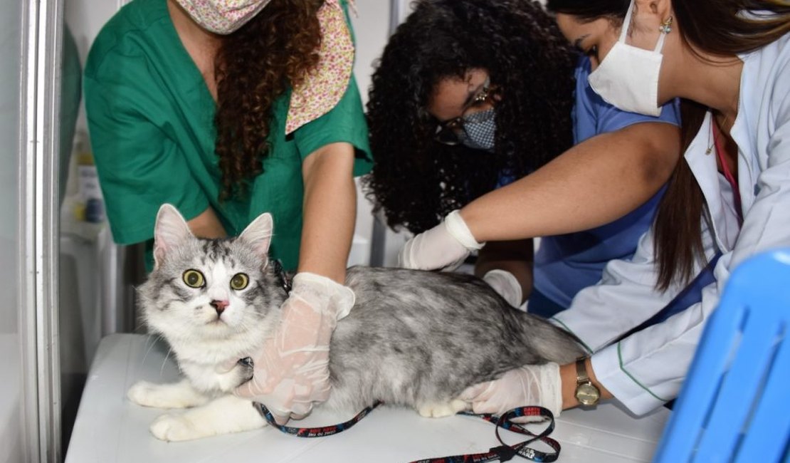 Animais da região do Pinheiro são vacinados contra a raiva