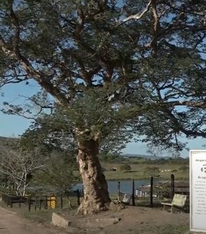 [Vídeo] Árvore Arapiraca preserva a história da cidade e de muitas gerações