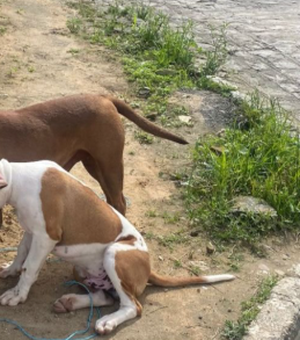 Dois cachorros pitbull são encontrados amarrados, em Arapiraca