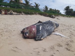 Filhote de baleia com cinco metros de comprimento encalha na Barra de São Miguel