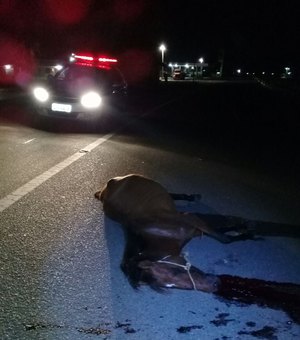 Cavalo morre atropelado durante acidente na AL 101 Sul