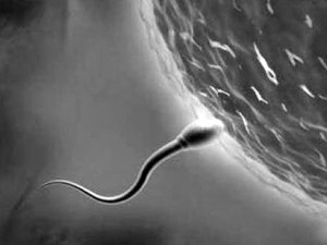 Pai de nove filhos descobre que é estéril e pede o divórcio