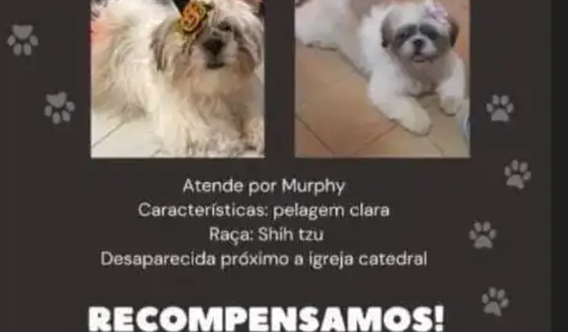 Donos de shih-tzu roubada oferecem recompensa para quem encontrá-la