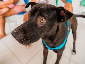 Secdef promove Feira de Adoção de Animais na Ponta Verde, neste domingo (20)