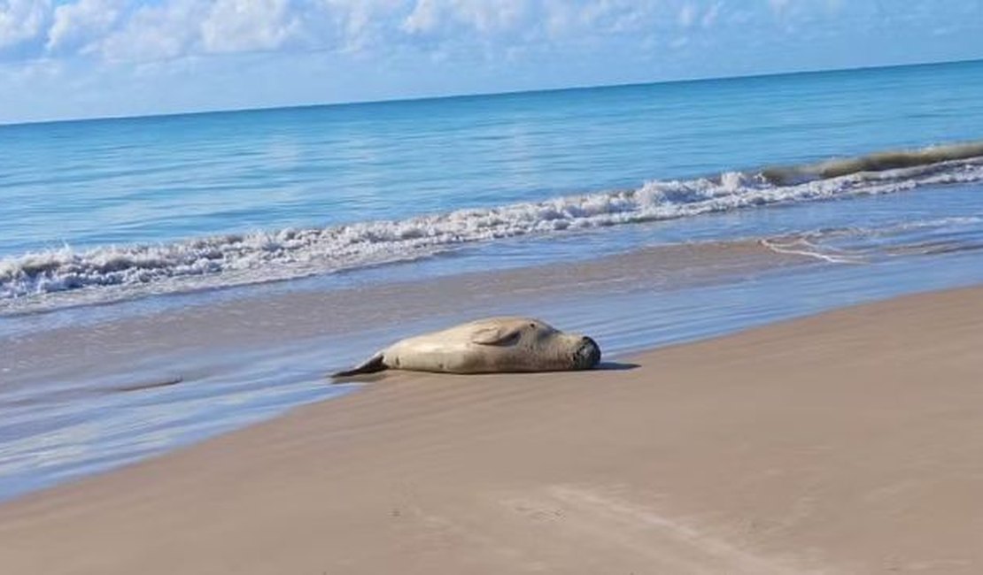 Elefante-marinho “Leôncio” desaparece e mobiliza buscas no litoral de Alagoas