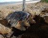 Tartaruga-de-pente é vista desovando na praia da Cruz das Almas