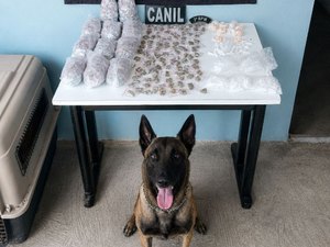 Cão farejador encontra quase 1 kg de drogas em área de mata em Arapiraca