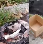 Cinco filhotes de gatos são achados em sacola de lixo amarrada em Maceió