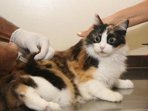 Confira os pontos de vacinação antirrábica em Maceió