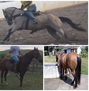 Criminosos roubam cavalos e prejuízo de criadores chega a R$ 150 mil