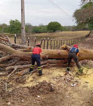 Fortes chuvas provocam queda de árvore no meio da estrada na zona rural de Palmeira