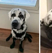 Cachorro com vitiligo encanta web por ser superfofo