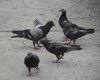 População de pombos cresce em Arapiraca e acende alerta para riscos à saúde