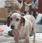 Tutoras pedem ajuda para encontrar cachorro desaparecido em Maribondo