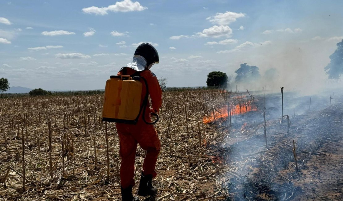 Corpo de Bombeiros registra aumento de 80% nos incêndios em vegetação em Alagoas