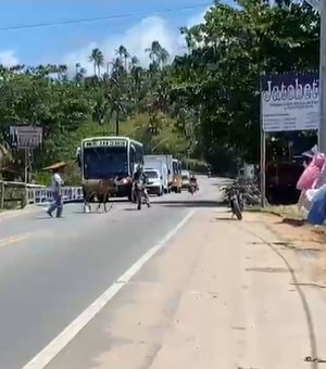 Animal larga carroça e invade rodovia em Maragogi