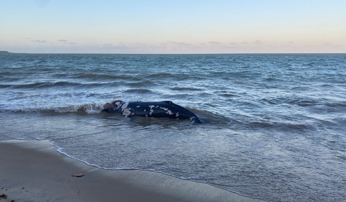 [Vídeo] Baleia morre encalhada na Barra de Santo Antônio