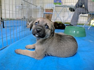  #Vemprobosque recebe feira de adoção de pets neste domingo (16)