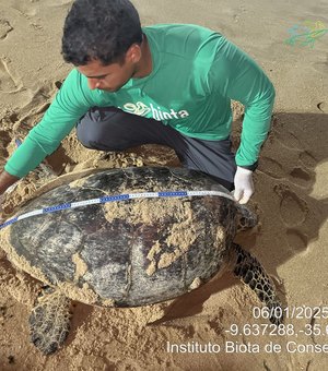 [Vídeo] Tartaruga-de-pente volta ao litoral de Maceió após cinco anos para desovar