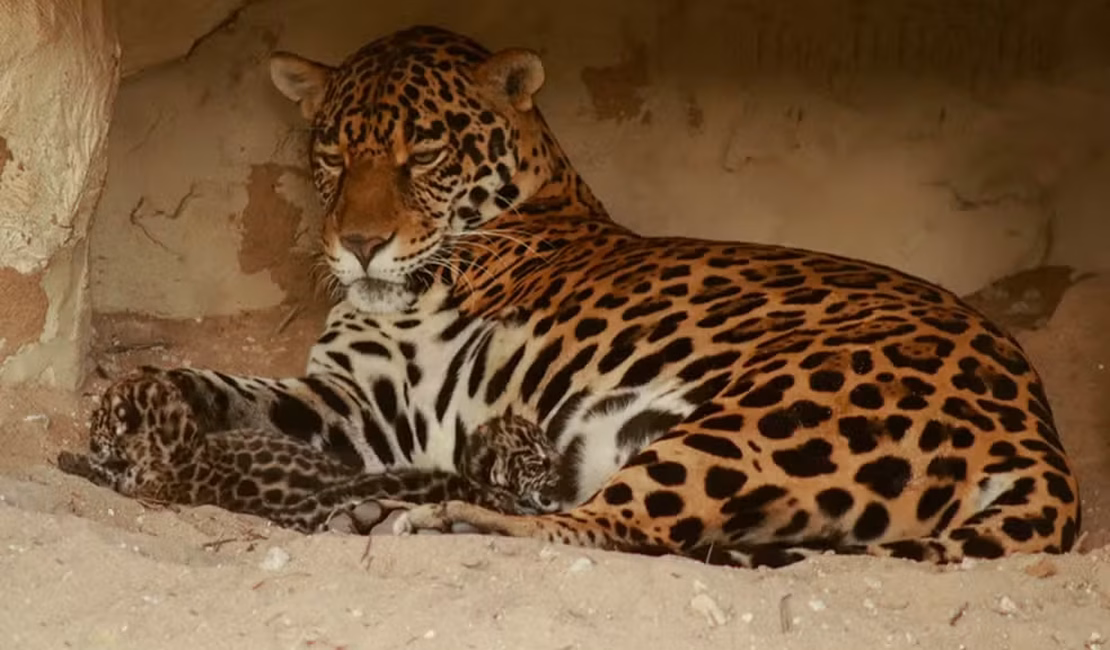 Ecopark de Alagoas celebra nascimento de seis filhotes de onça-pintada em cativeiro