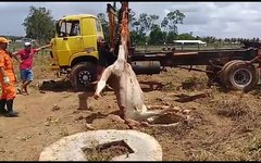 Vaca cai em cacimba e mobiliza Bombeiros em Arapiraca