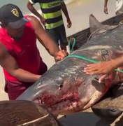 Tubarão-tigre de mais de dois metros é capturado por pescadores em Coruripe