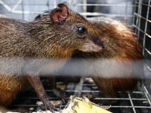 FPI flagra 38 cutias mantidas em cativeiro nos fundos de hotel, em Arapiraca