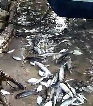 Fenômeno: milhares de peixes são encontrados mortos às margens da Lagoa Maguaba