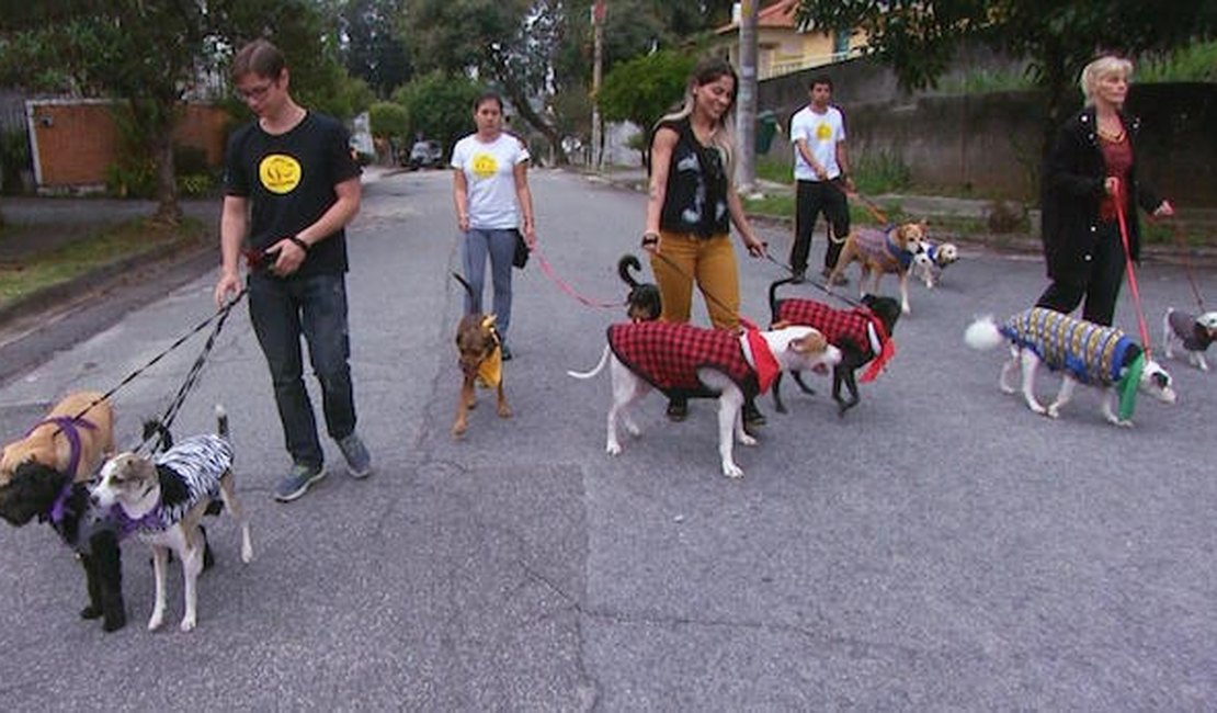 Vencedora do BBB pede socorro ao SBT para cuidar de 13 cachorros