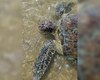 [Vídeo] Mais uma tartaruga marinha é encontrada ferida no litoral norte de Alagoas