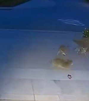 [Vídeo] Cão enfrenta cinco coiotes por 45 minutos na Califórnia e vira herói