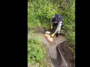 [Vídeo] Cachorro abandonado amarrado é resgatado por policias