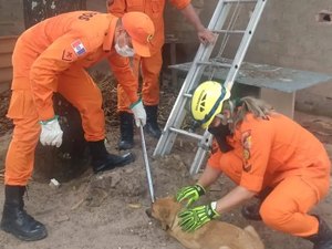 Bombeiros resgatam cachorro do telhado em Maragogi