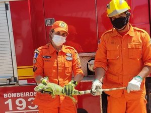 Bombeiros capturam iguana em residência de Japaratinga