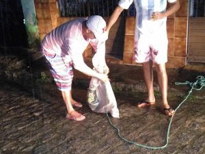 Jacaré é capturado em porta de residência em Matriz de Camaragibe