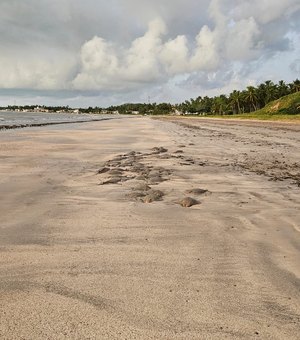 [Vídeo] Arraias são achadas mortas na Praia de São Bento