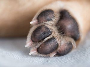 Cachorro morre ao cair durante banho em pet shop 