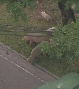 Família de porquinhos ‘passeia’ pela Zona Oeste do Rio