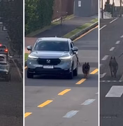 Motorista dirige carro com cachorro preso do lado de fora pela coleira, no Paraná