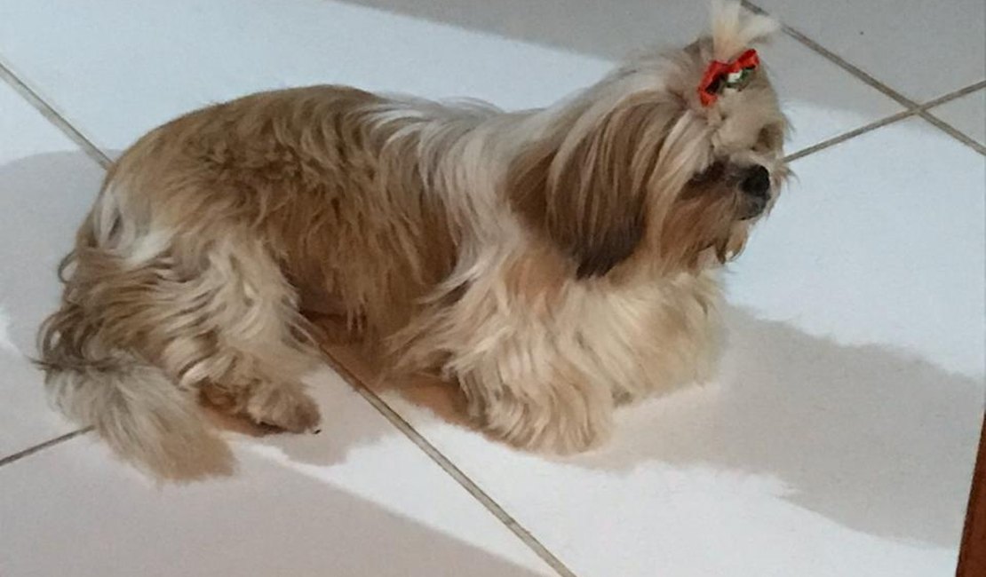 Família está a procura de cadela da raça shih tzu desaparecida em Arapiraca 