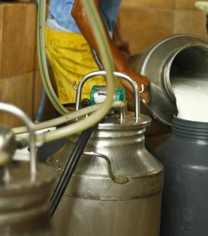Produtores recebem incentivo de cooperativa para produção de leite